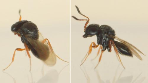 Trissolcus sp.
